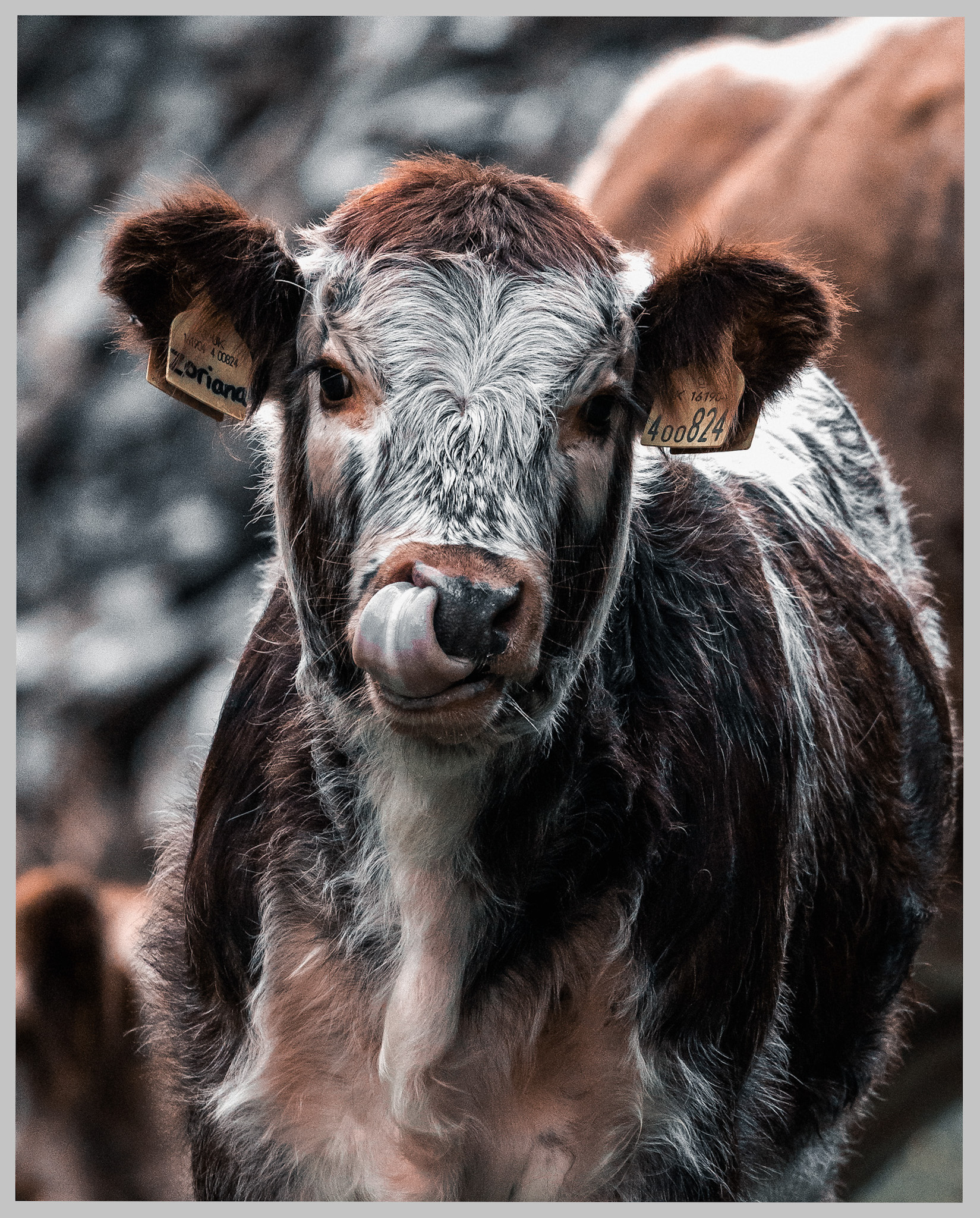Cow Wales