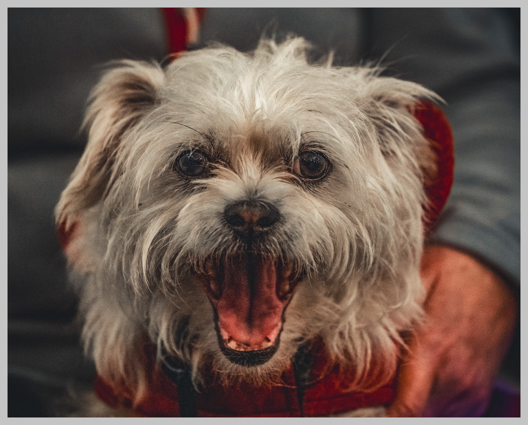 Dog Mouth Callander