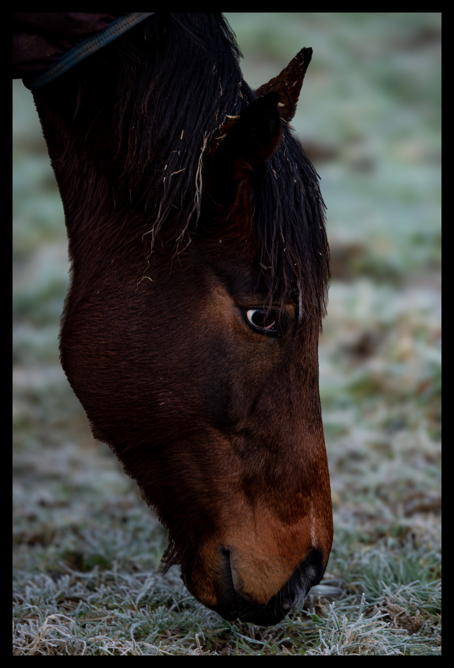Horse Eating Grass Fortingall