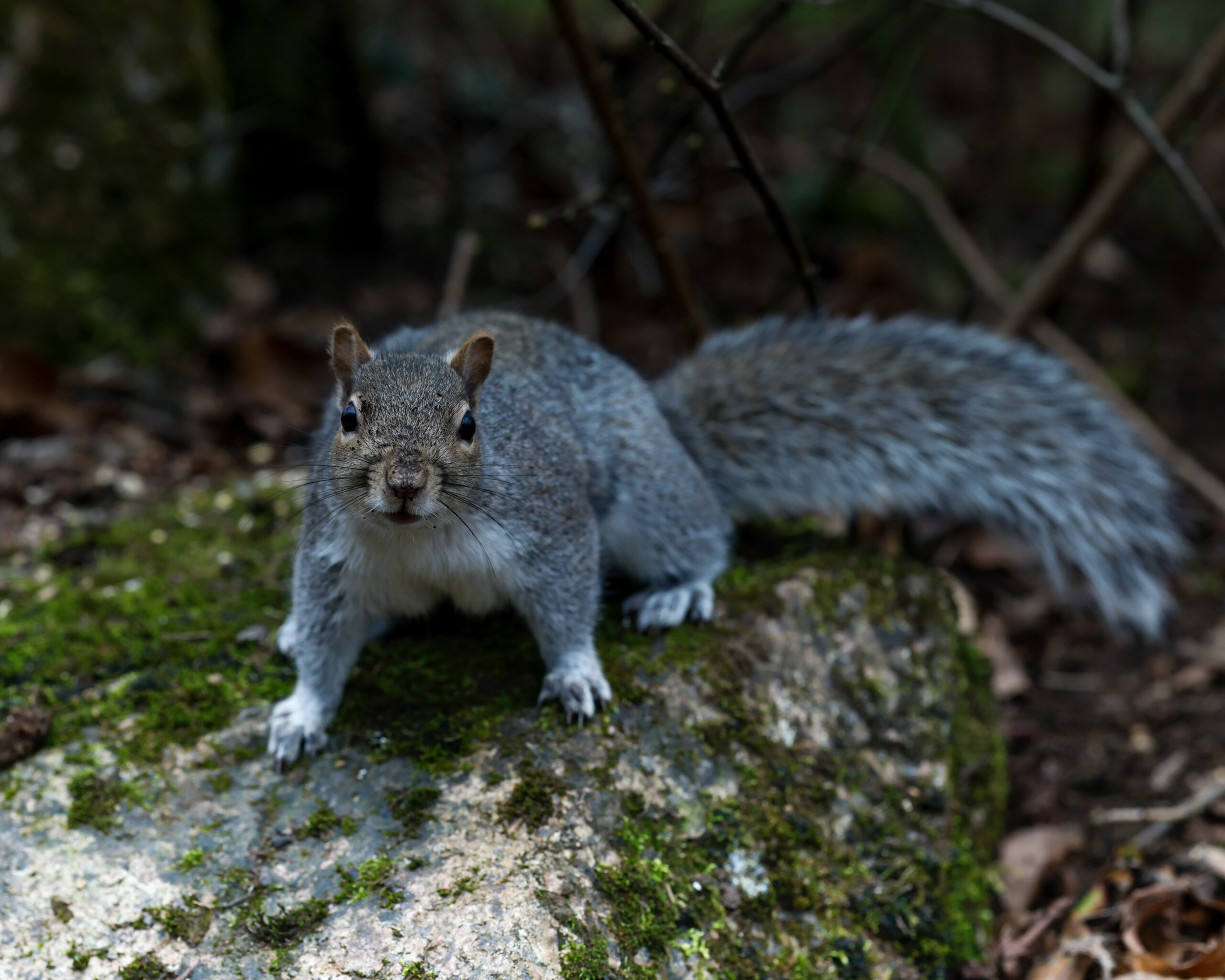 Squirell On Rock Botanics