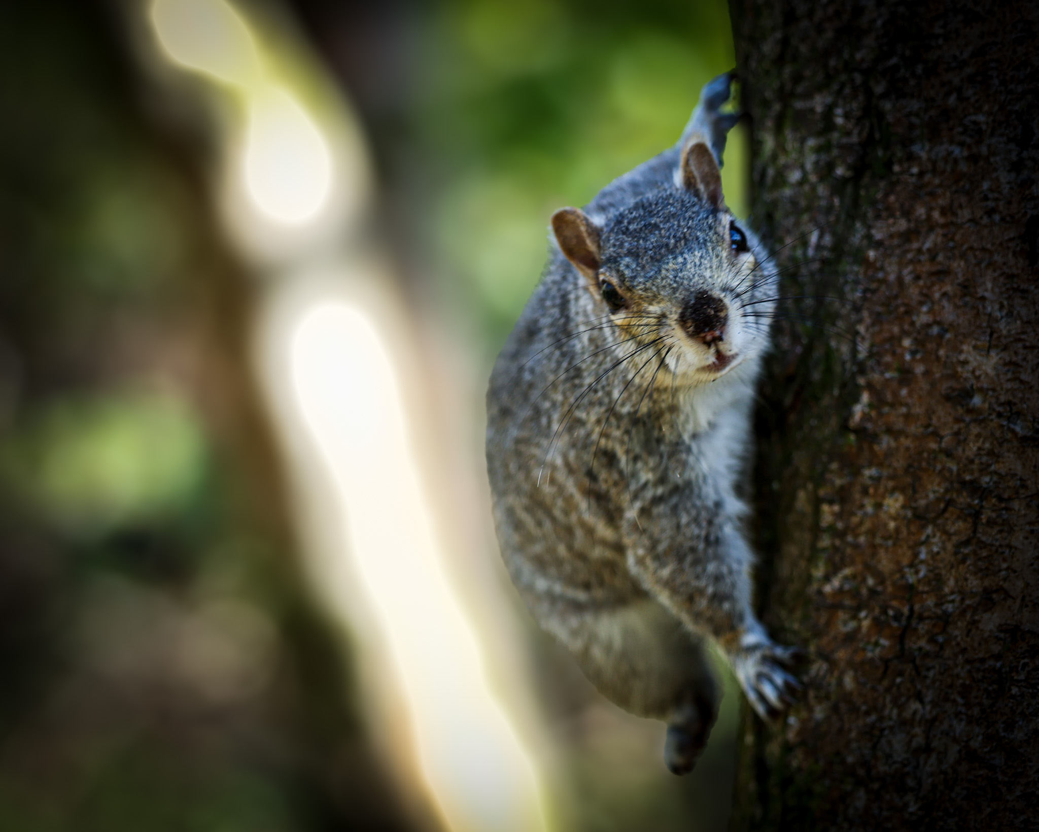 Squirrel Side Of Tree Crop
